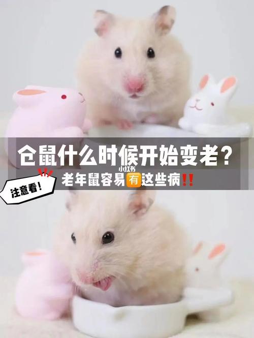 金丝熊是仓鼠经常在笼子里面窜来窜去的样子