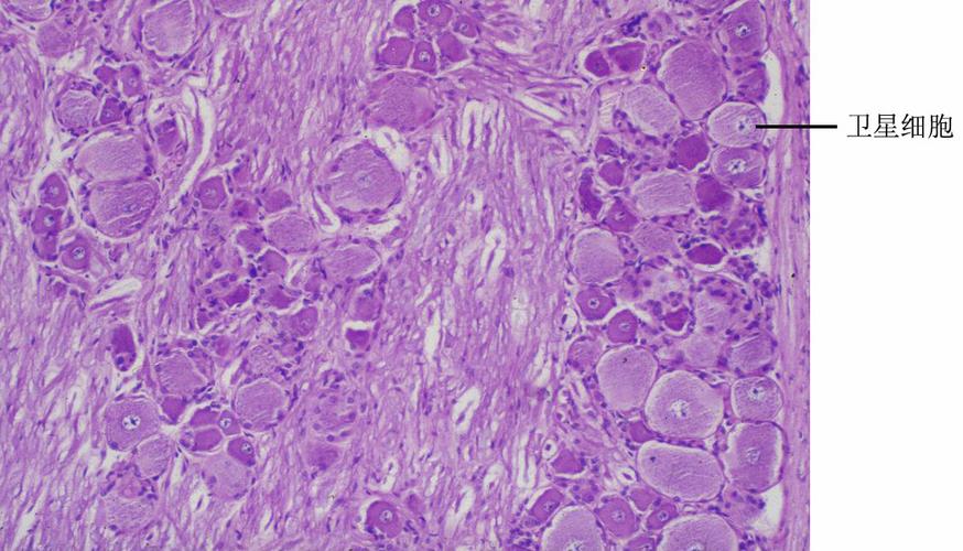 神经细胞的神经元的再生