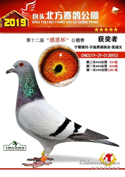 北方公棚获奖优胜鸽欣赏326-350名