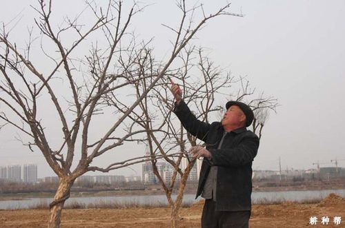 石榴树如何修剪?附图片