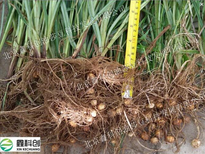 油莎豆植株