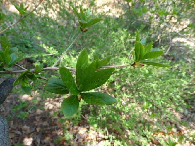 叶子簇生,形状像杜鹃或者锦带,黄绿色的花,伞形花絮能