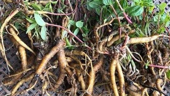 农村这植物,俗称"人参根",功效丰富,说不定你也认识它