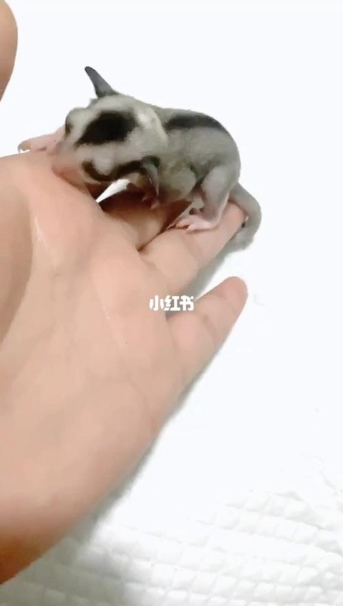 蜜袋鼯马赛克弟弟_宠物_宠物_宠物其他