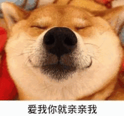 爱我你就亲亲我gif狗狗gif可爱gif微笑gif柴犬gif