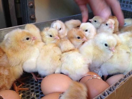 看看小鸡是怎么孵化出来的?看完感觉整个人都被治愈了