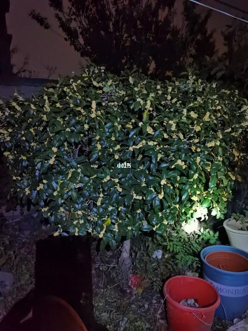 自己家里面种的桂花树十_桂花_大眼睛_夜景_别墅_美食_美食展示_食材