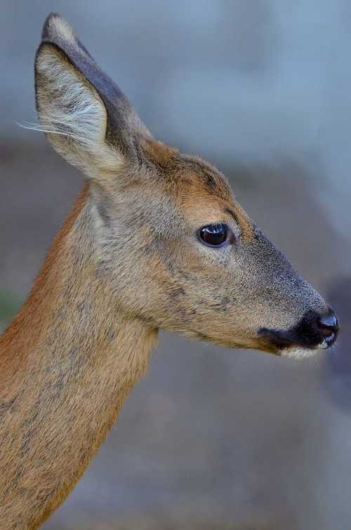 动物园里的鹿图片,高清图片,动物-纯色壁纸