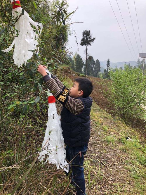清明:挂青