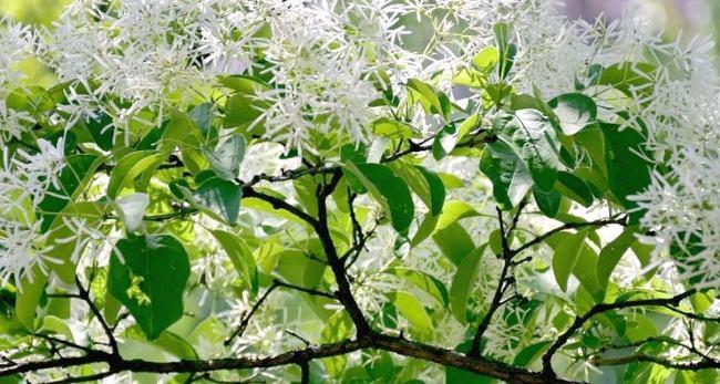 乔木有哪些树种