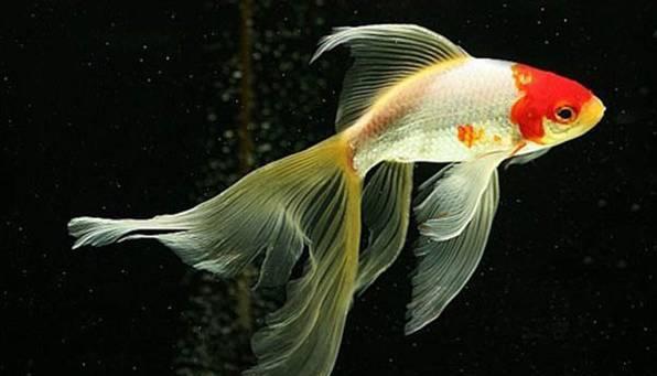 草金鱼都有哪些品种