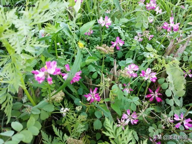 红花菜(紫云英)