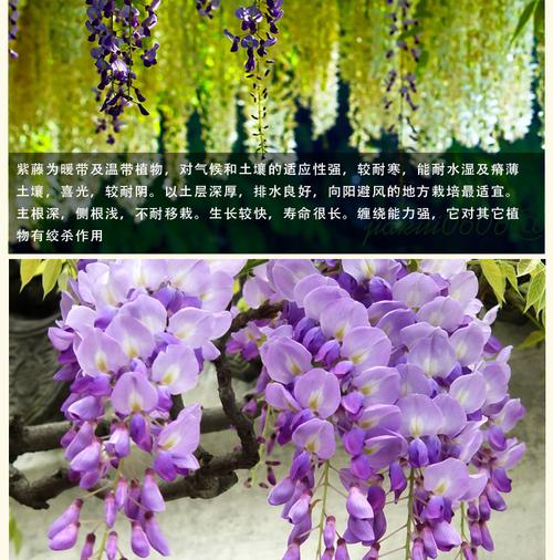 进口:国产 是否含花盆:不含盆 养护难度:非常容易 植物品种:富贵竹