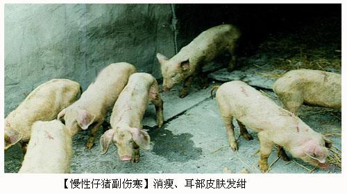 慢性仔猪副伤寒