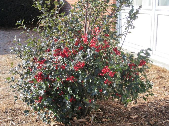 北美冬青蓝王子蓝公主ilexmeserveaeblueprince039