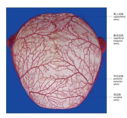 图1-9 面部动脉   the arteries of the face
