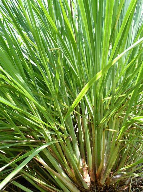 汐岩香茅草苗盆栽泰国香茅柠檬香茅草苗可食用新鲜20棵带根带泥易成活