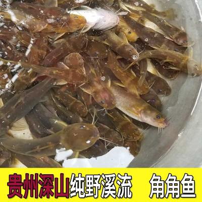 纯野生角角鱼 鲜活蜂子鱼新鲜黄辣丁 黄角丁石黄鼓山黄骨鱼牛尾巴