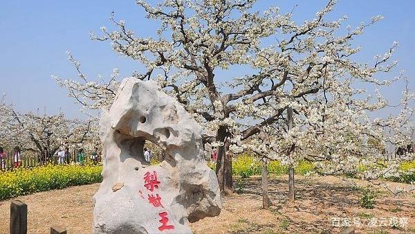 聊城冠州梨园.