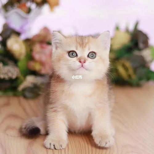 布偶,金渐层,金点,都是圆圆滚滚的小可爱_烟花_金渐层_猫咪_上海江桥