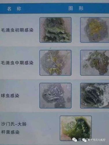 疾控| 教你认识赛鸽沙门氏菌族疾病,观图识病,以备后患.