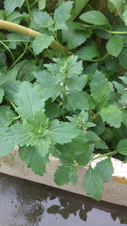 我们老家用来煲水洗澡可以止痒,我想知道它的学名,应该是一种中草药