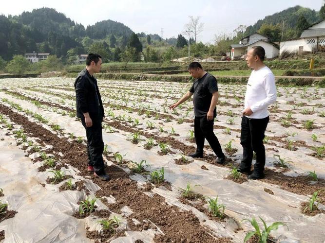 从"烫手"到"抢手",蓬溪县明月镇"四耕"模式"唤醒"两千亩撂荒地