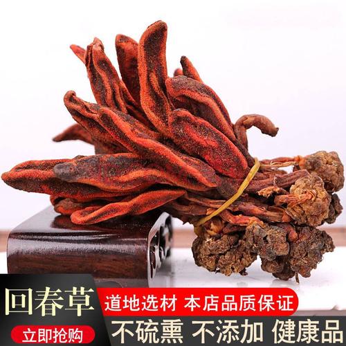 云南野生不老草回春草顶天柱男性泡茶泡酒料起阳草多规格50g-500g