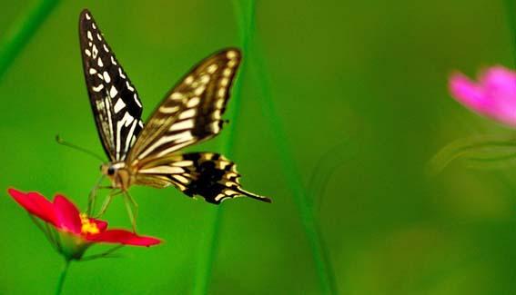 这表明蝴蝶的食性很广泛.