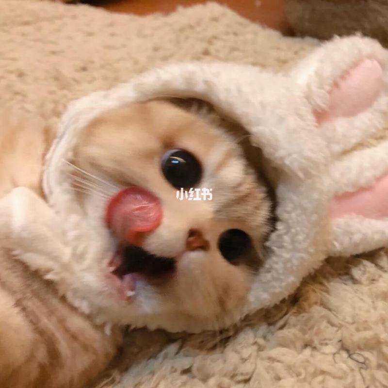 猫咪情侣头像|闺蜜头像|姐妹头像三人可爱