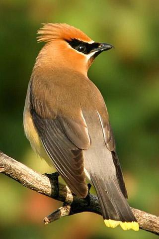 鸟叫声音1.8适用于android 1.6及以上版本文件大小:9.3mjiu694@sina.