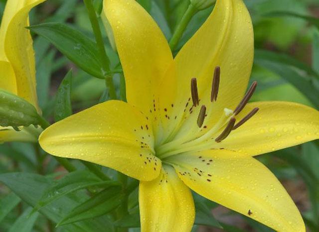 百合花不同颜色不同品种的花语意义