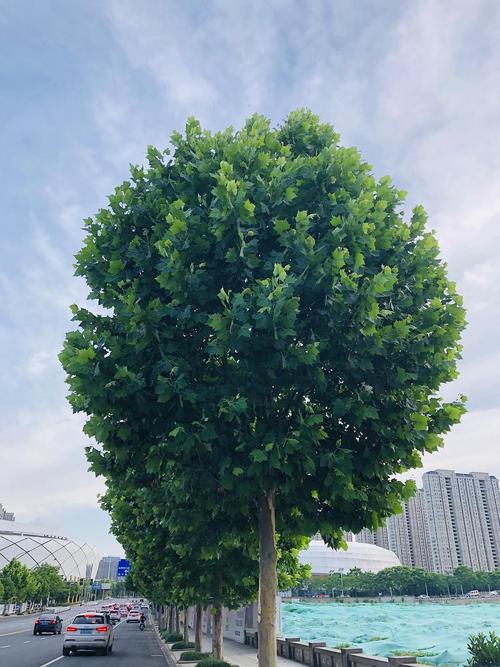 枝繁叶茂的法国梧桐树