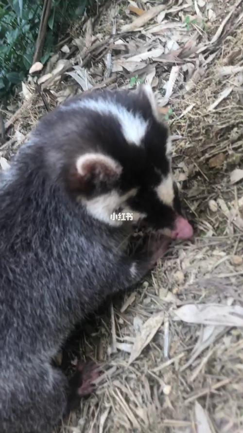 这是果子狸/鼬獾还是啥?_宠物_宠物_狗