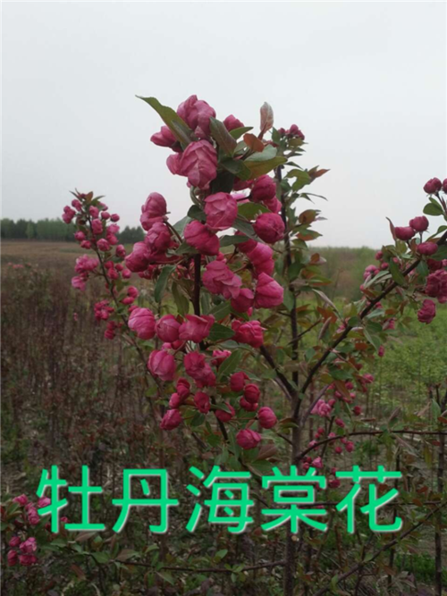 光辉海棠苗辽宁光辉海棠东北光辉海棠