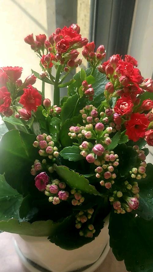 买盆长寿花一直在水培换盆的路上今天手又痒了把水培改为土培了定了不