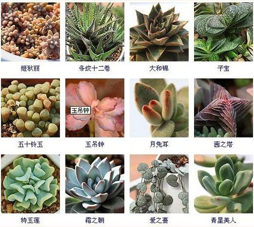 多肉植物名称大全(常见品种) - 爱图小站oi22.com