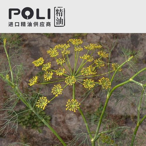 (印度)莳萝籽精油