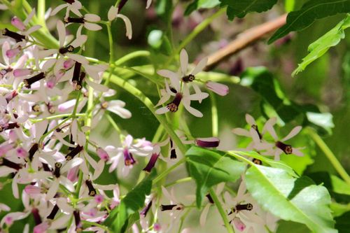 赏花 浑身皆为宝的材,药两用植物乔木苦楝: 写美篇苦楝:芸香目   楝科