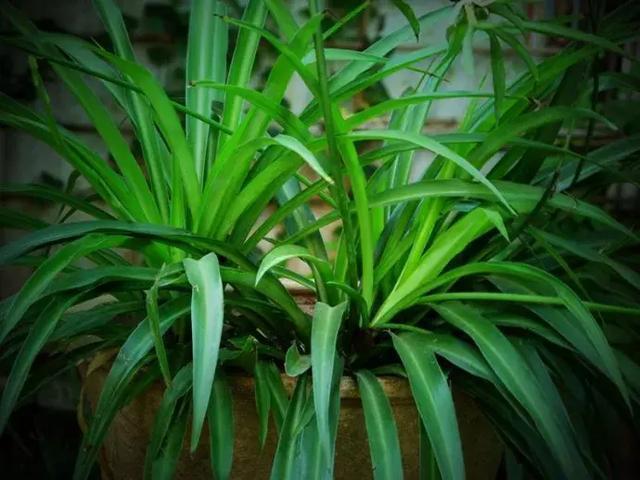 这时候给吊兰"剃个头",分分钟爆盆,看着都更美!