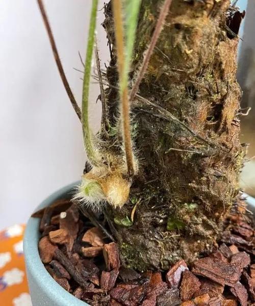 客厅养绿植,选择金毛狗蕨,养在水里,再也不用担心浇水