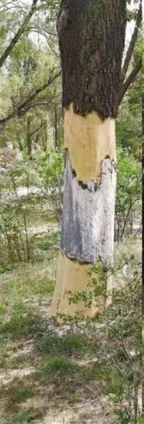 网易首页>网易号>正文申请入驻> 俗话说:"人怕伤心,树怕剥皮",这是