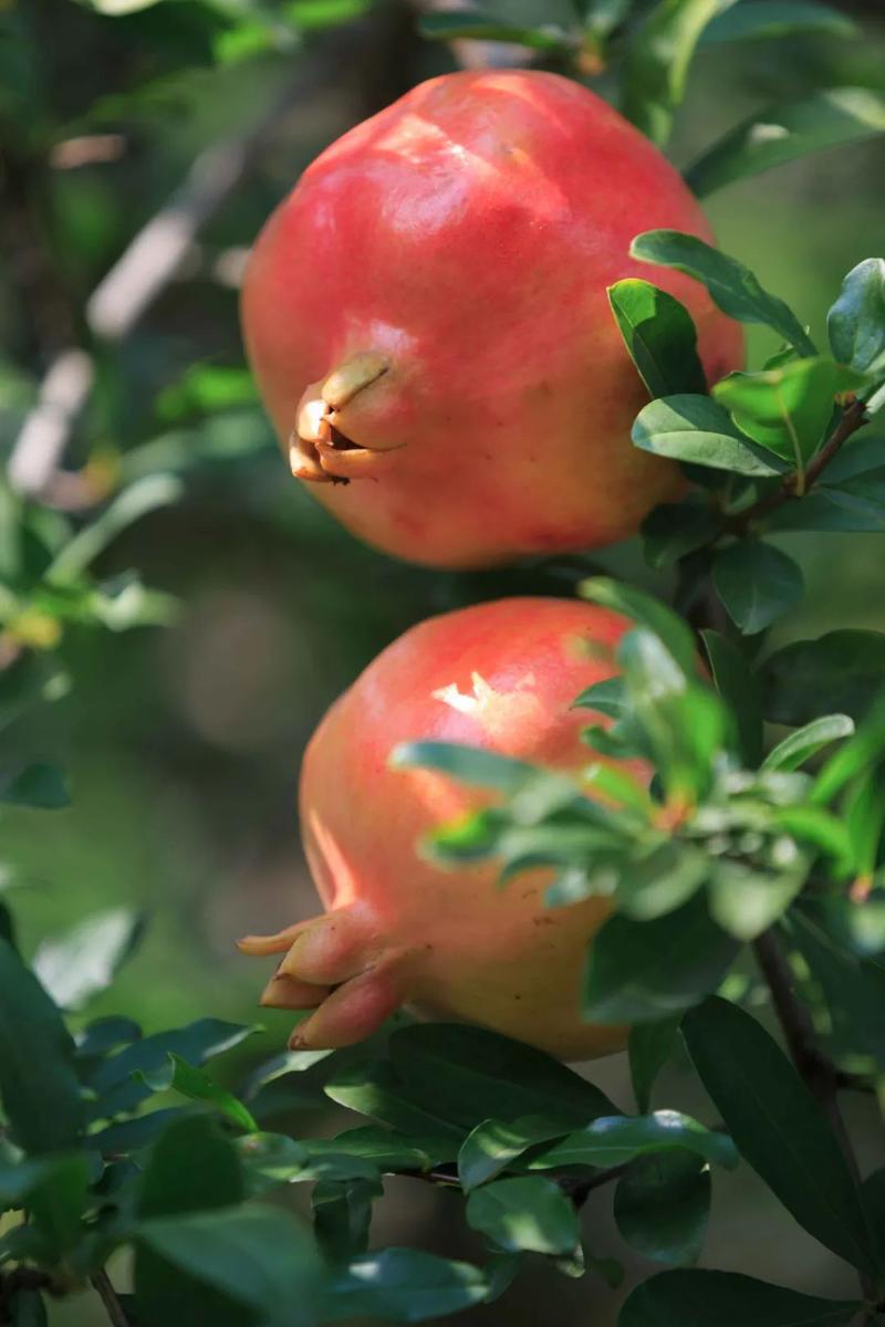 镜头下的怀远石榴 | 韦宗义摄影作品