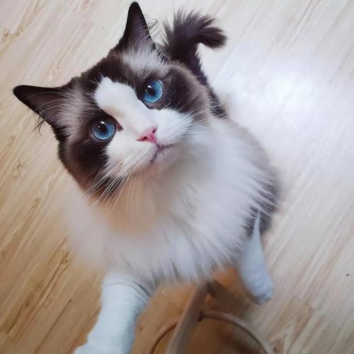这只美女猫是什么品种啊
