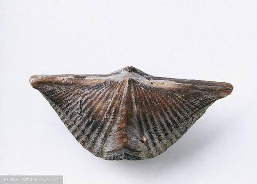 石燕子(中药材石燕)