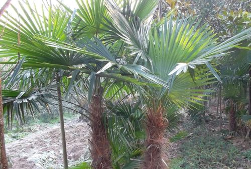 园艺生活 花语寓意 板棕的树干粗肥,树势较矮,节间密,叶身较大,叶柄粗