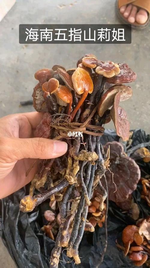 海南野生灵芝王,上山两三天的收获_灵芝_海南_医疗健康_医疗药品
