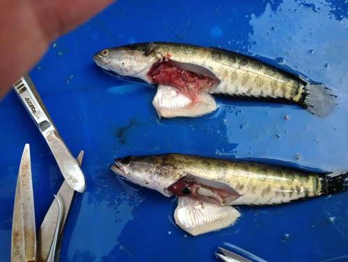 2014年7月顺德鱼病测报