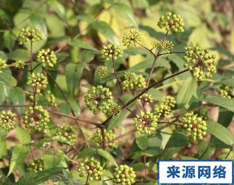 鸟不企叶的功效与作用