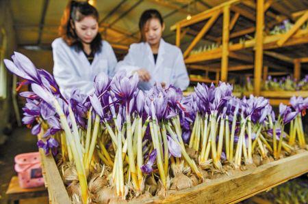 藏红花种苗基地分析藏红花药用用途